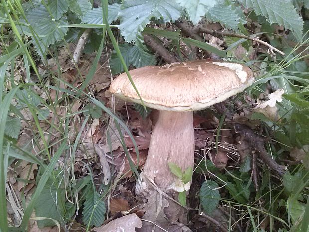 hríb dubový Boletus reticulatus Schaeff.