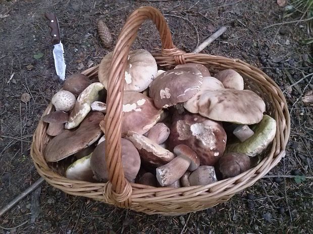 hríb dubový Boletus reticulatus Schaeff.