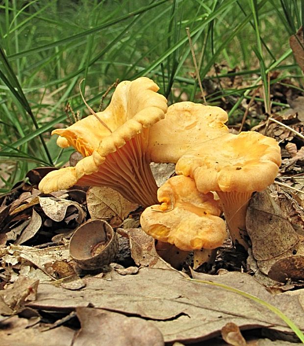 kuriatko jedlé-liška obecná Cantharellus cibarius Fr.