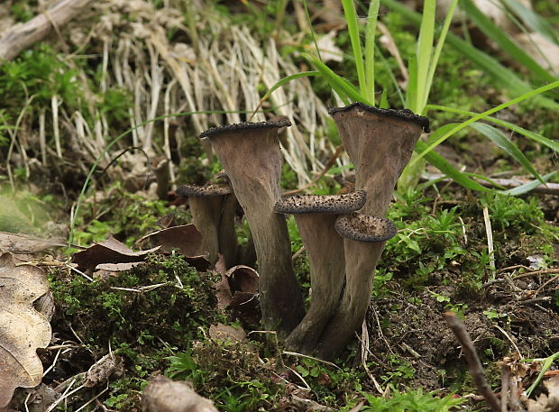 lievik trúbkovitý Craterellus cornucopioides (L.) Pers.