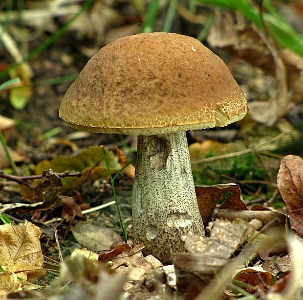 kozák hrabový-kozák habrový Leccinum pseudoscabrum (Kallenb.) Šutara