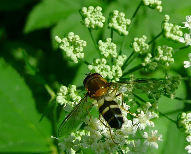 pestrica Leucozona glaucia Linnaeus, 1758