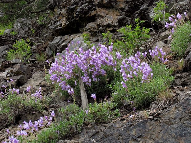 krovité penstemon (shrubby penstemon)  Penstemon fruticosus