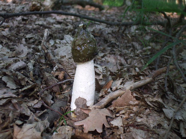 hadovka smradľavá Phallus impudicus L.