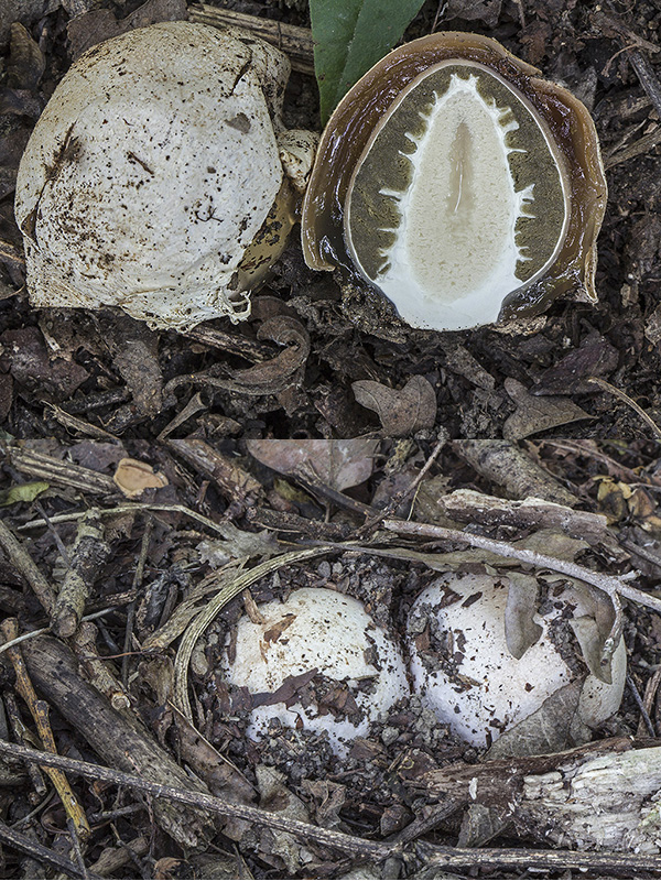 hadovka smradľavá Phallus impudicus L.