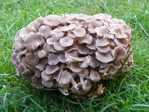 trúdnik klobúčkatý Polyporus umbellatus (Pers.) Fr.