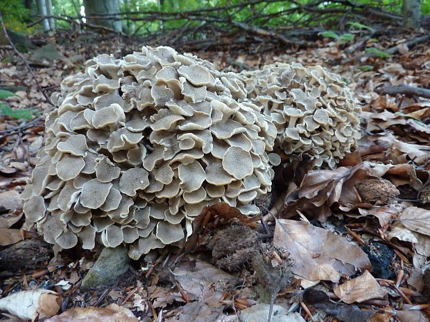 trúdnik klobúčkatý Polyporus umbellatus (Pers.) Fr.