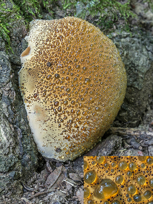 ryšavec slziaci Pseudoinonotus dryadeus (Pers.) T. Wagner & M. Fisch.