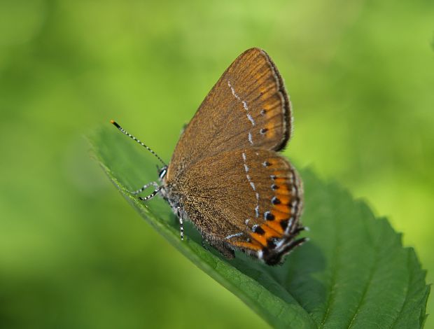 ostrožkár slivkový Satyrium pruni