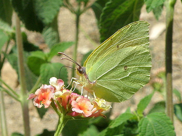 žltáčik pôvabný    Gonepteryx cleopatra