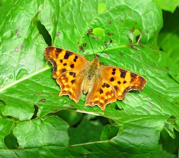 babôčka zubatokrídla  Polygonia c-album