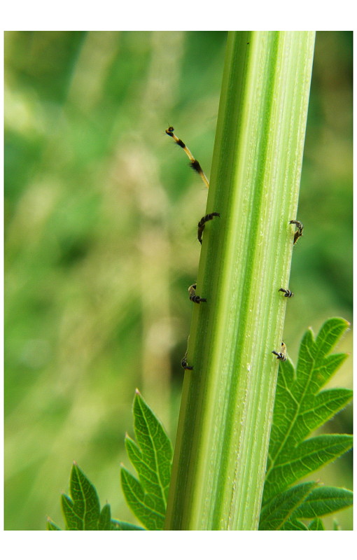 pozorovatel  /vrzúnik/ Agapanthia Dahli