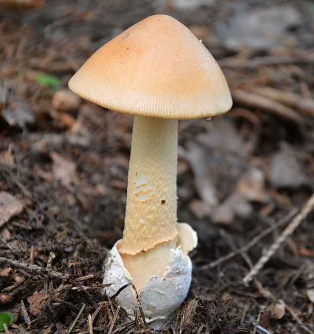 muchotrávka oranžová Amanita crocea (Quél.) Singer