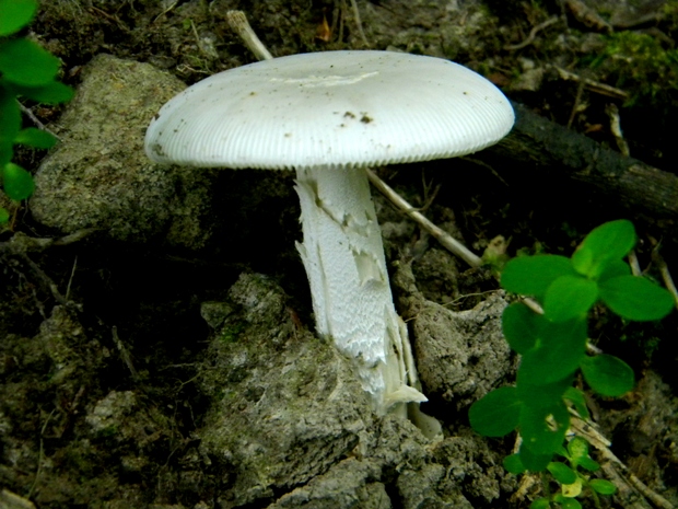 muchotrávka striebristá Amanita mairei Foley