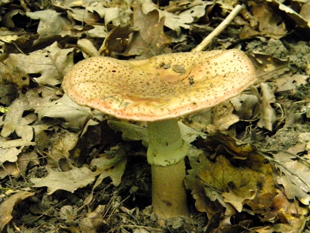 muchotrávka červenkastá Amanita rubescens Pers.