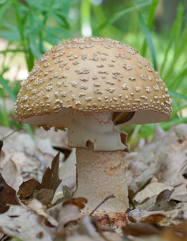 muchotrávka červenkastá Amanita rubescens Pers.