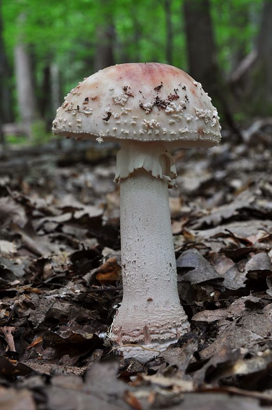 muchotrávka červenkastá Amanita rubescens Pers.