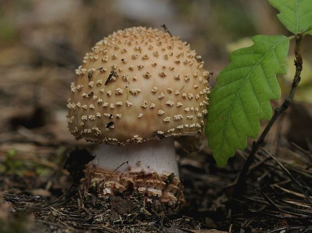 muchotrávka červenkastá Amanita rubescens Pers.