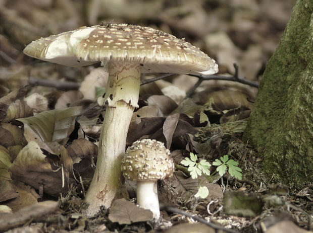 muchotrávka červenkastá Amanita rubescens Pers.