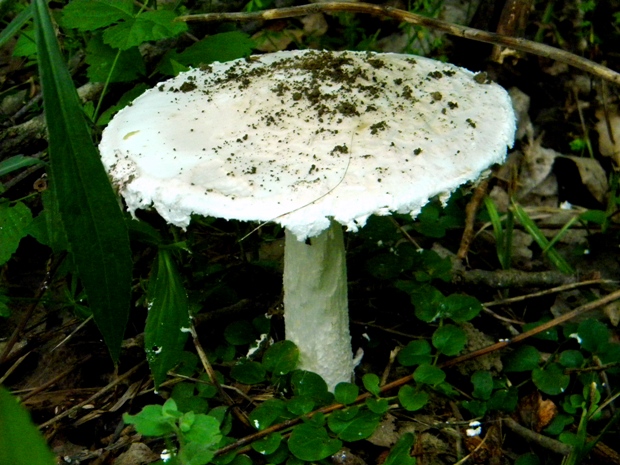 muchotrávka šiškovitá Amanita strobiliformis Gonn. & Rabenh.