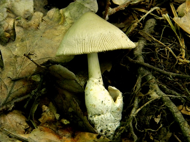 muchotrávka sivopošvatá Amanita submembranacea (Bon) Gröger