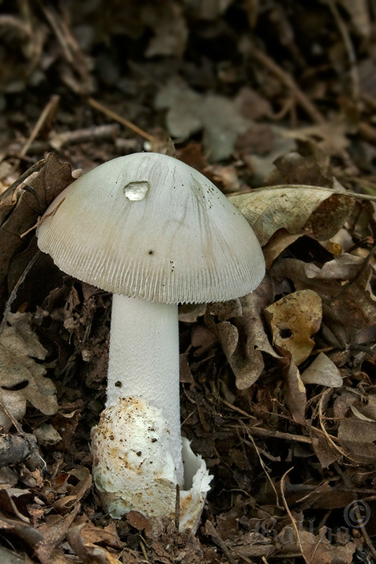 muchotrávka pošvatá Amanita vaginata (Bull.) Lam.