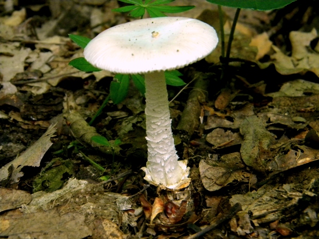 muchotrávka Vittadiniho Amanita vittadinii (Moretti) Vittad.