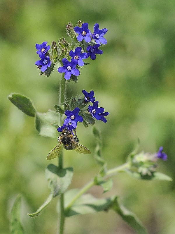 smohla lekárska Anchusa officinalis L.