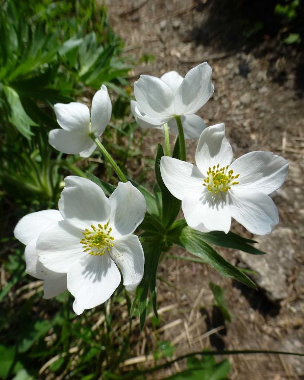 veternica narcisokvetá Anemone narcissiflora L.