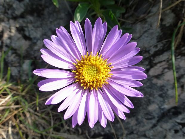 astra alpínska Aster alpinus L.