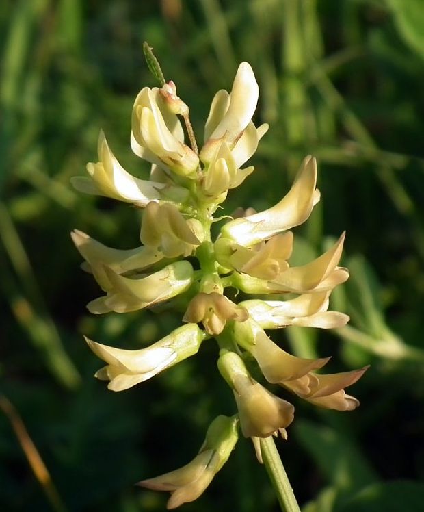 kozinec sladkolistý Astragalus glycyphyllos L.