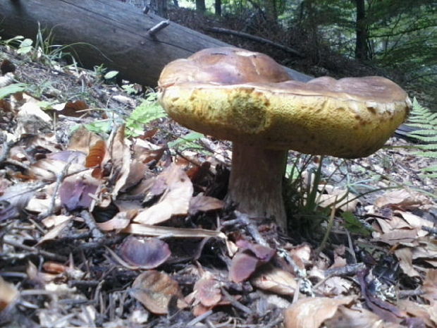 hríb smrekový Boletus edulis Bull.