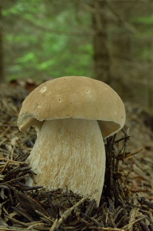 hríb smrekový Boletus edulis Bull.