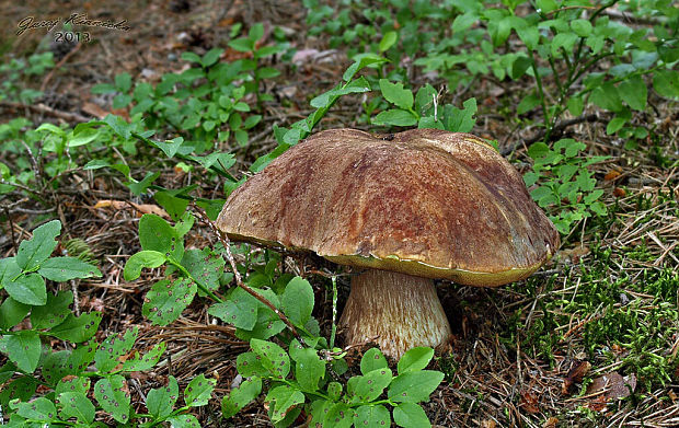 hríb sosnový Boletus pinophilus Pil. et Dermek in Pil.