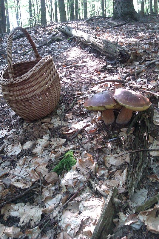 hríb sosnový Boletus pinophilus Pil. et Dermek in Pil.