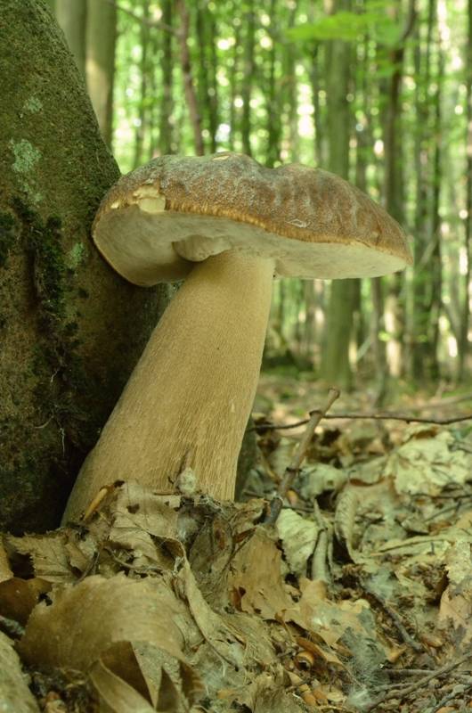 hríb dubový Boletus reticulatus Schaeff.