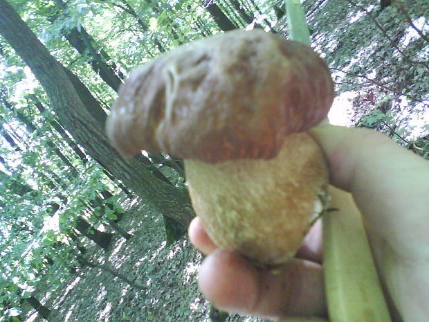 hríb dubový Boletus reticulatus Schaeff.