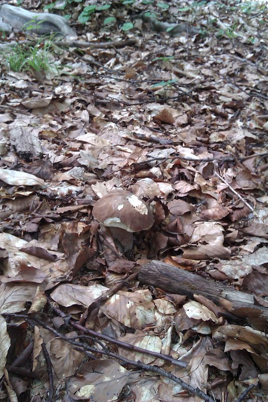 hríb dubový Boletus reticulatus Schaeff.