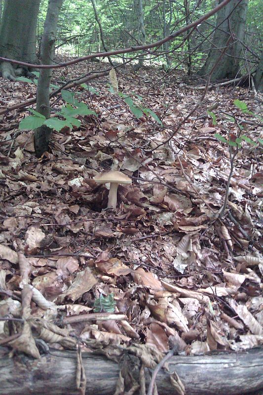 hríb dubový Boletus reticulatus Schaeff.