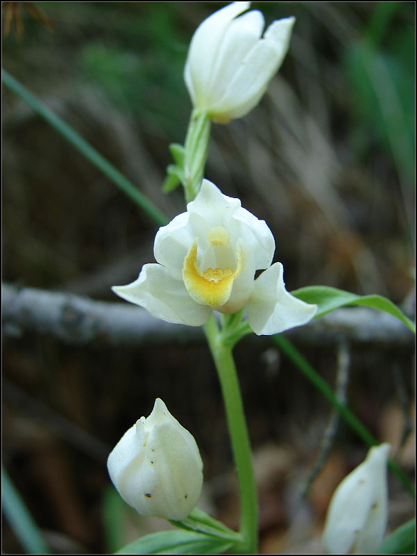prilbovka biela Cephalanthera damasonium (Mill.) Druce