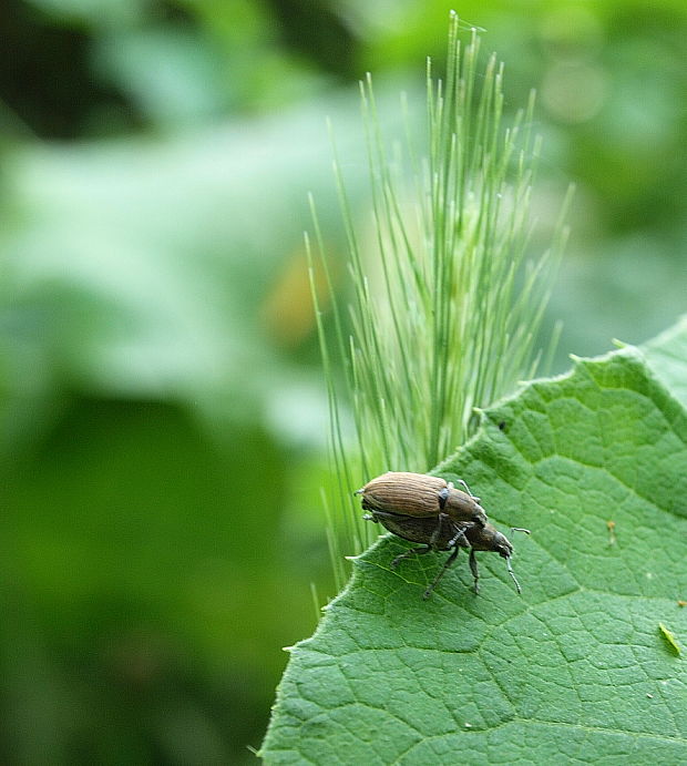 nosaniky Chlorophanus graminicola