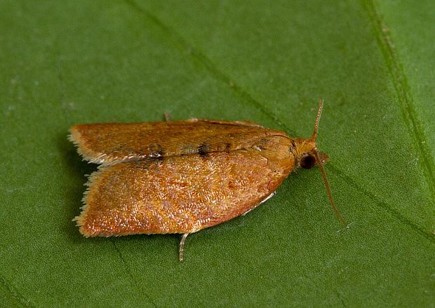 obaľovač okrovočervený Clepsis consimilana