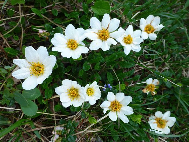 dryádka osemlupienková Dryas octopetala L.