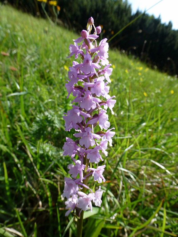 päťprstnica obyčajná Gymnadenia conopsea (L.) R. Br.