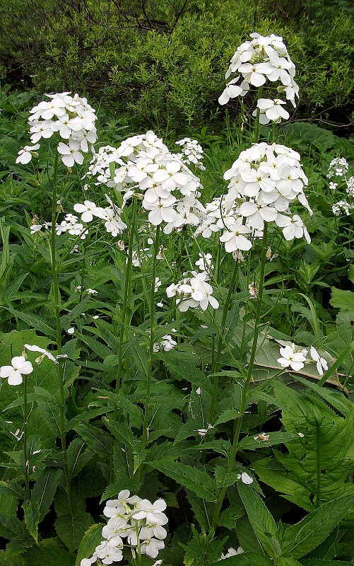 večernica voňavá belostná Hesperis matronalis subsp. candida (Kit. ex Hayek) Thell.