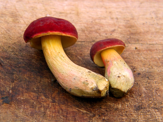 suchohríb karmínový Hortiboletus rubellus (Krombh.) Simonini, Vizzini & Gelardi