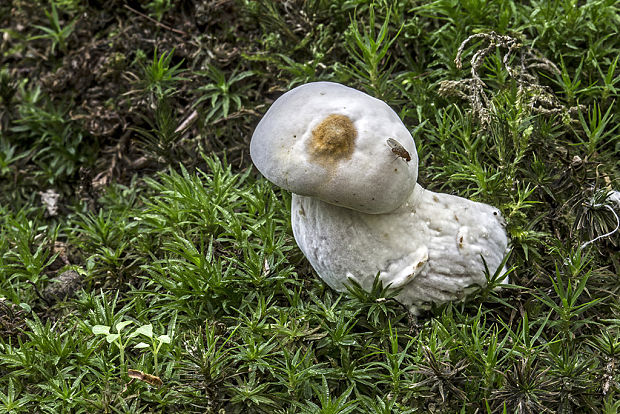 hubožer zlatožltý Hypomyces cf. chrysospermus Tul. & C. Tul.