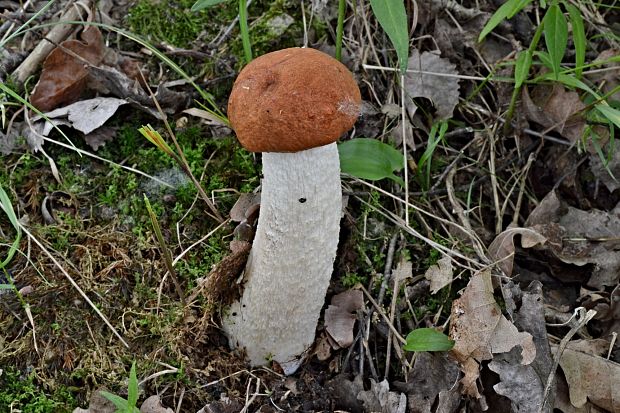 kozák osikový Leccinum albostipitatum den Bakker & Noordel.