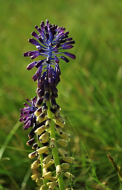 leopoldia chochlatá Leopoldia comosa (L.) Parl.