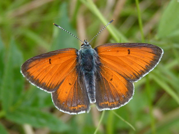 ohniváčik štiavový Lycaena hippothoe